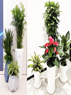 宁波江北绿植租赁，实惠之选，让空间焕发生机！